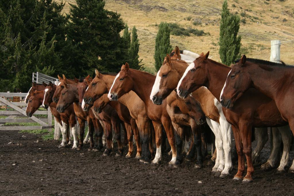 Estancia Nibepo Aike Colonia Francisco Perito Moreno Luaran gambar